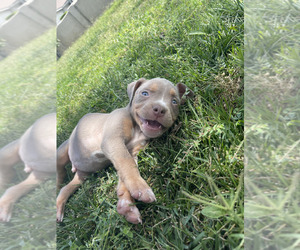 American Pit Bull Terrier Puppy for sale in SAN JACINTO, CA, USA