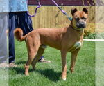 Small #2 Boxer-German Shepherd Dog Mix