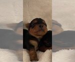 Small Photo #5 Yorkshire Terrier Puppy For Sale in RUTLAND, MA, USA