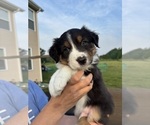 Small #1 Australian Shepherd