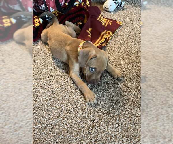 Medium Photo #3 Labmaraner Puppy For Sale in Mechanicsburg, PA, USA