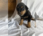 Small Photo #7 Rottweiler Puppy For Sale in PLANT CITY, FL, USA