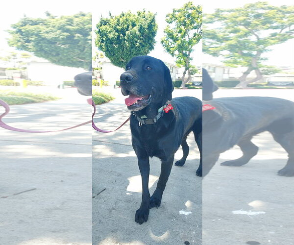 Medium Photo #16 Labrador Retriever-Unknown Mix Puppy For Sale in San Diego, CA, USA