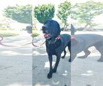 Small #15 Labrador Retriever Mix