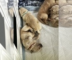 Small Photo #51 Golden Retriever Puppy For Sale in BIG CABIN, OK, USA