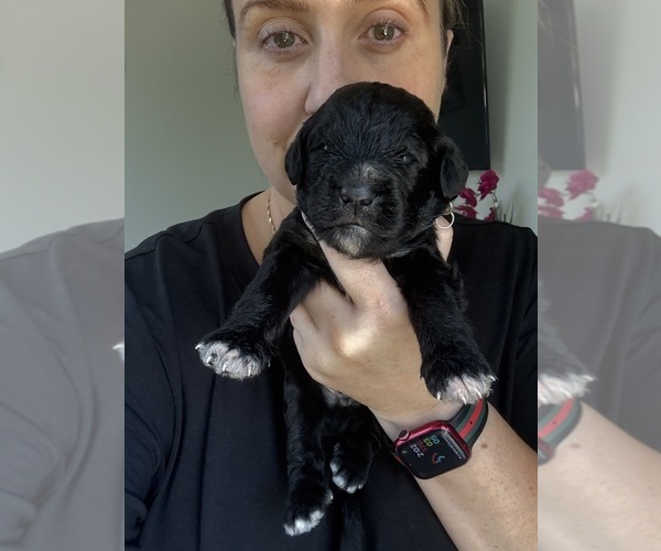 Medium Photo #127 Bernedoodle Puppy For Sale in BELMONT, NC, USA