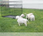 Small Photo #6 Labrador Retriever Puppy For Sale in CURTIS, NE, USA