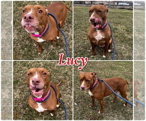 American Staffordshire Terrier-Unknown Mix Dogs for adoption in Pierceton , IN, USA