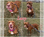 Small American Staffordshire Terrier Mix