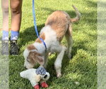 Small #3 Mutt