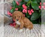 Small Photo #3 Cavapoo Puppy For Sale in MIDDLESEX, NY, USA