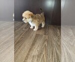 Small Photo #10 Yorkshire Terrier Puppy For Sale in LAPEER, MI, USA
