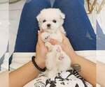 Small #2 Maltese