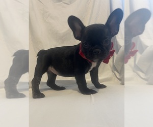 French Bulldog Puppy for sale in ATLANTA, GA, USA