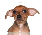 Small Chiweenie