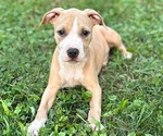 Puppy Puppy 4 American Bully