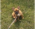 Puppy Wane French Bulldog