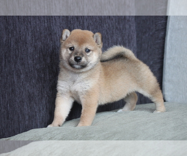 Medium Photo #3 Shiba Inu Puppy For Sale in WASHINGTON, DC, USA