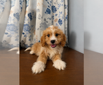 Small #30 Cavapoo (Miniature)