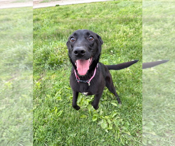 Medium Photo #3 Mutt Puppy For Sale in Pierceton , IN, USA