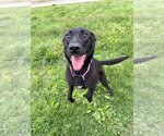 Small #2 Mutt