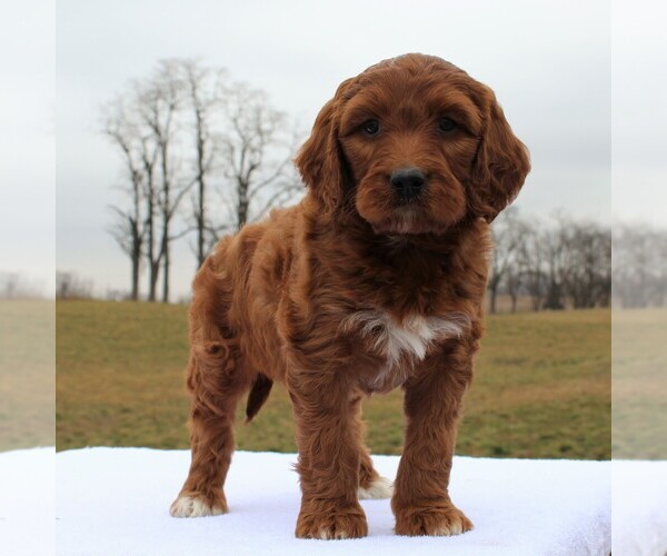 Medium Photo #6 Irish Doodle Puppy For Sale in GREENCASTLE, PA, USA