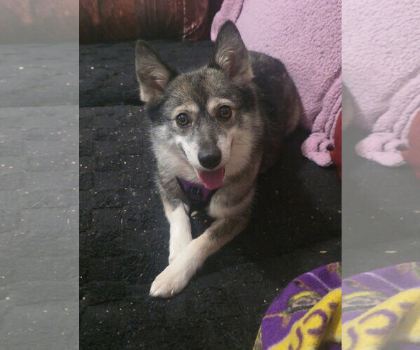 Medium Photo #1 Pomsky Puppy For Sale in Holly Springs, NC, USA