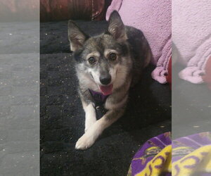 Pomsky Dogs for adoption in Holly Springs, NC, USA