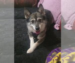 Small Pomsky
