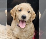 Puppy Marcie Goldendoodle