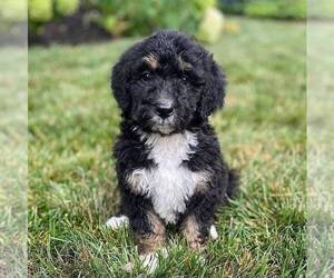 Bernedoodle Puppy for sale in CONESTOGA, PA, USA