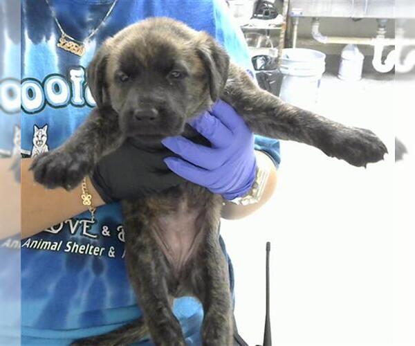 Medium Photo #1 Labrador Retriever Puppy For Sale in Pasadena, TX, USA