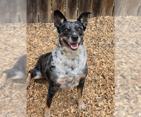 Medium Photo #1 Mutt Puppy For Sale in London, Ontario, Canada