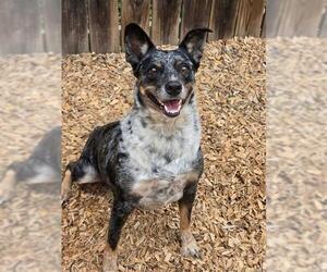 Mutt Dogs for adoption in London, Ontario, Canada
