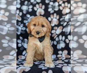 Cock-A-Poo Puppy for sale in CHRISTIANA, PA, USA