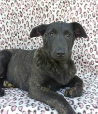 Dutch Shepherd Dog Puppy for sale in QUARRYVILLE, PA, USA
