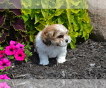 Puppy Blaze Mal-Shi