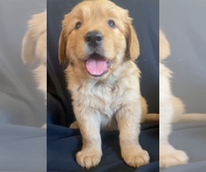 English Cream Golden Retriever Puppy for sale in SANTA ANA, CA, USA