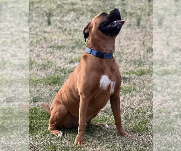 Medium Photo #3 Boxer Puppy For Sale in Burnsville, MN, USA