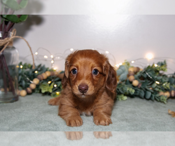 Medium Photo #3 Dachshund Puppy For Sale in ROME CITY, IN, USA