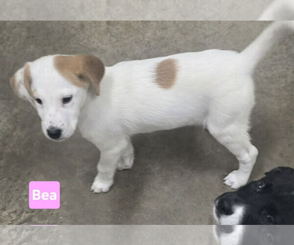 Medium Photo #2 Labrenees Puppy For Sale in Alexander, AR, USA