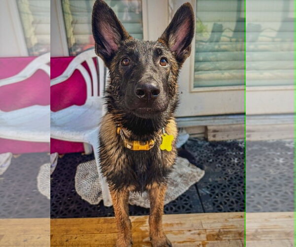 Medium Photo #4 Mutt Puppy For Sale in Sandy, UT, USA