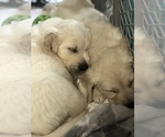 Small Photo #24 Golden Retriever Puppy For Sale in FORT STEILACOOM, WA, USA