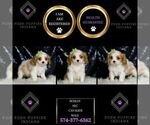 Small #4 Cavalier King Charles Spaniel