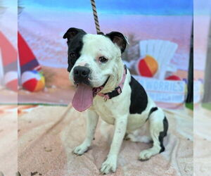 American Pit Bull Terrier-Unknown Mix Dogs for adoption in Long Beach, CA, USA