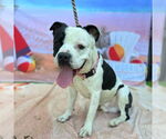 Small American Pit Bull Terrier Mix