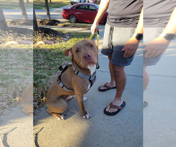 Medium Photo #24 American Staffordshire Terrier Puppy For Sale in Rosenberg, TX, USA