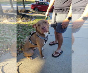 Chester - Male American Staffordshire Terrier Dog for Adoption - Photo #24