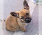 Small #8 French Bulldog Mix