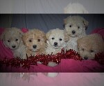Small Photo #2 Pookimo Puppy For Sale in GORDONVILLE, PA, USA